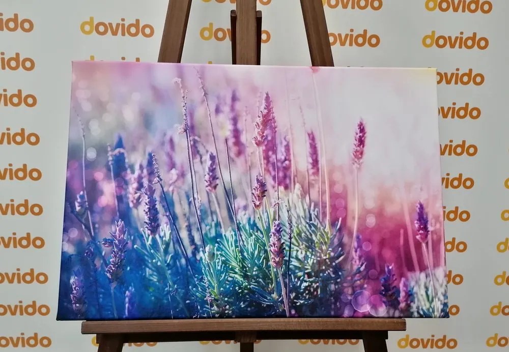 Quadro su tela – Fiori magici di lavanda