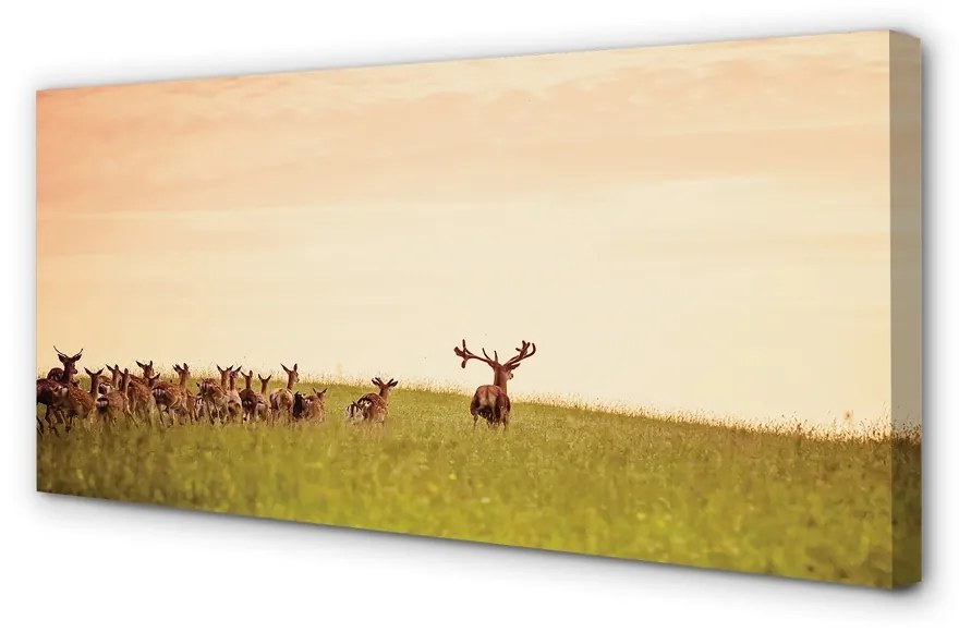 Quadro stampa su tela Herd Deer Field Sunrise 100x50 cm