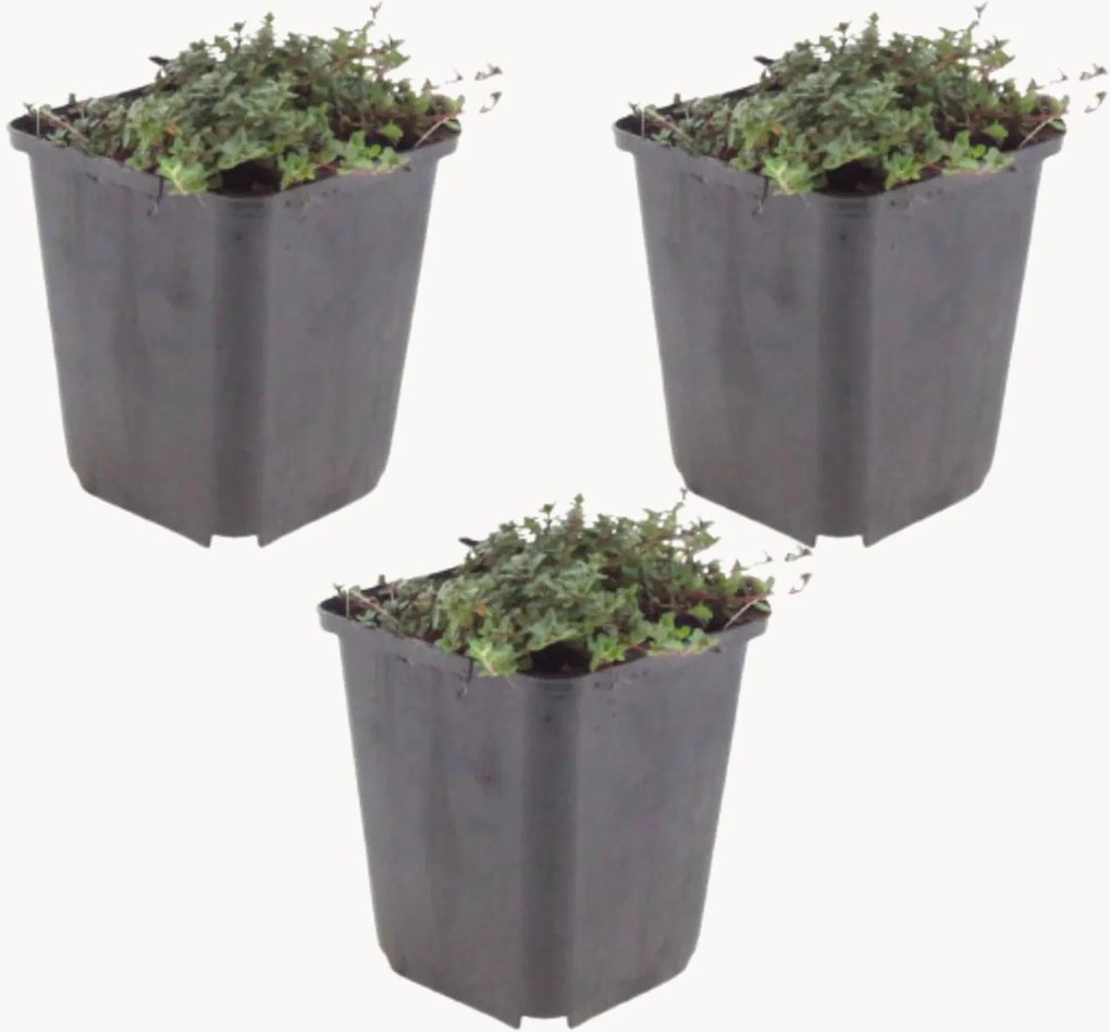 Set di 3 piante vere Timo strisciante Thymus praecox Coccineus