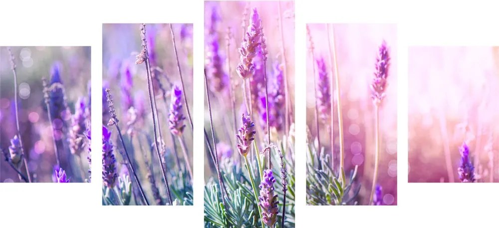 Quadri 5 pezzi – Fiori magici di lavanda