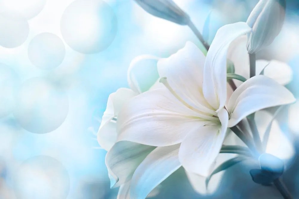 Quadro su tela – Fiore bianco di giglio su sfondo astratto