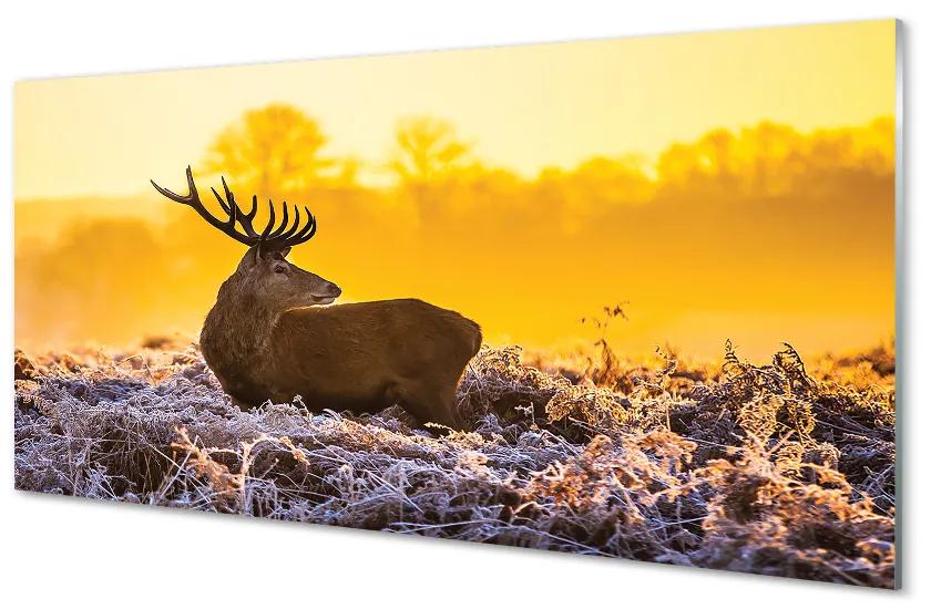 Quadro vetro acrilico Deer Winter Sunrise 100x50 cm