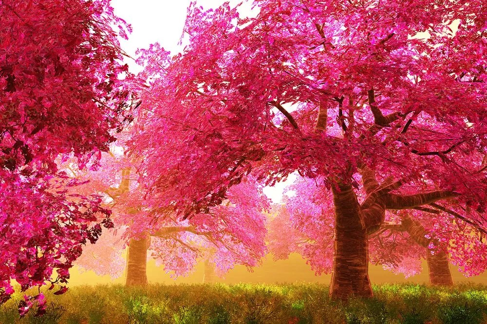 Carta da parati autoadesiva – Alberi di ciliegio in fiore