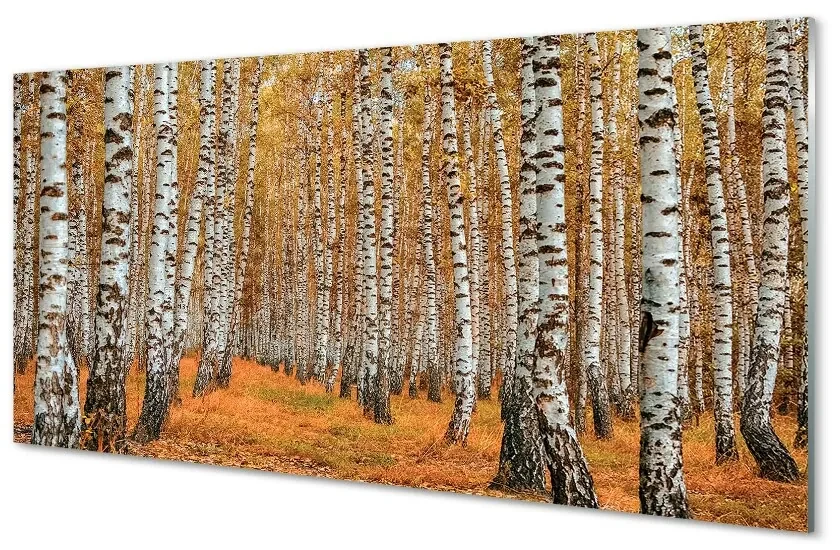 Quadro in vetro acrilico Alberi della natura in bianco e nero 100x50 cm