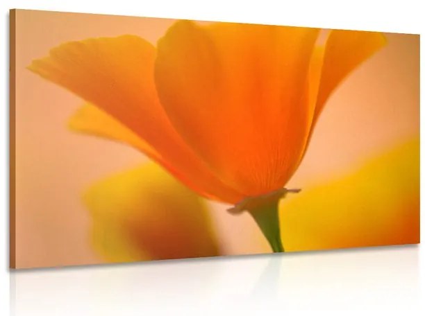 Stampa su tela – Splendido fiore