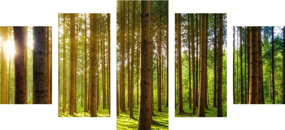 Quadri 5 pezzi – Mattina nella foresta