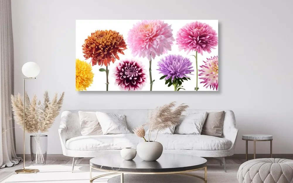 Quadro su tela – Fiori di dalia in design variegato