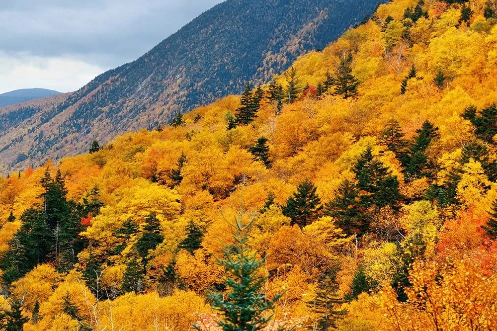 Carta da parati autoadesiva – Vista sulla maestosa foresta