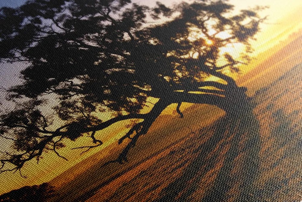 Quadro su tela – Albero solitario al tramonto
