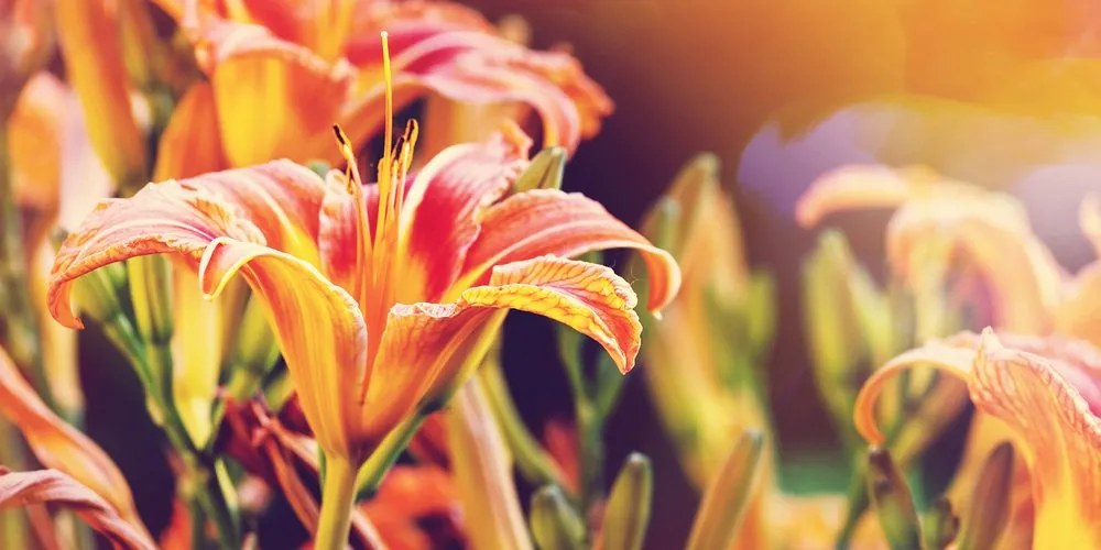 Stampa su tela – Splendidi fiori da giardino