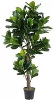 Decorazione casa pianta Ficus Lyrata con vaso