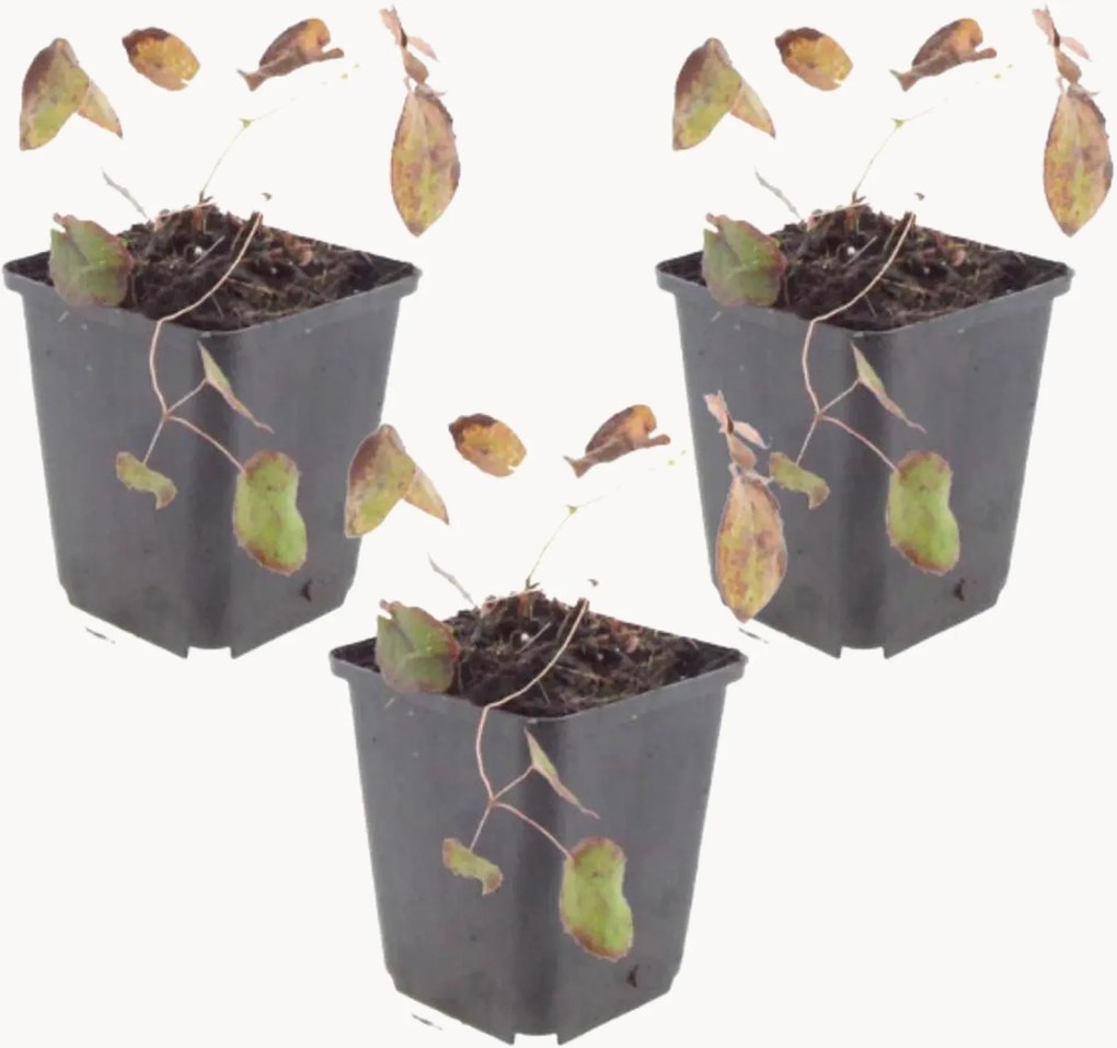 Set di 3 piante vere Barrenwort Epimedium Rubrum