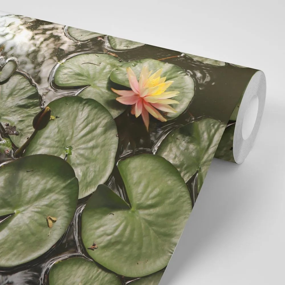 Carta da parati – Fiore di loto in giardino