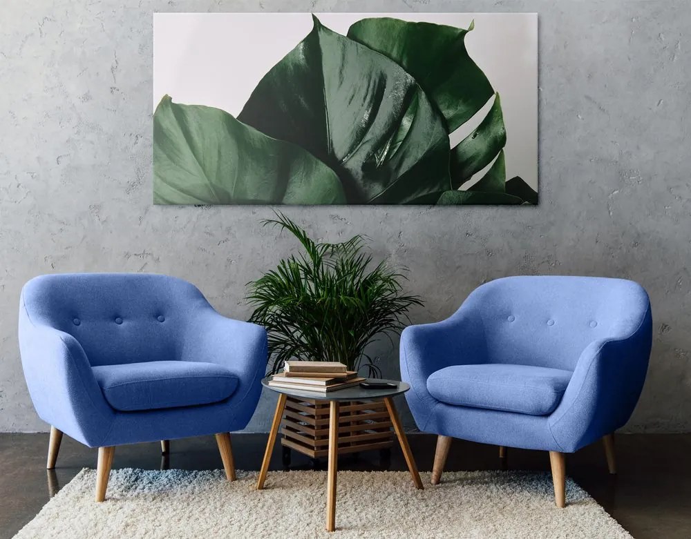 Quadro su tela – Foglia di monstera