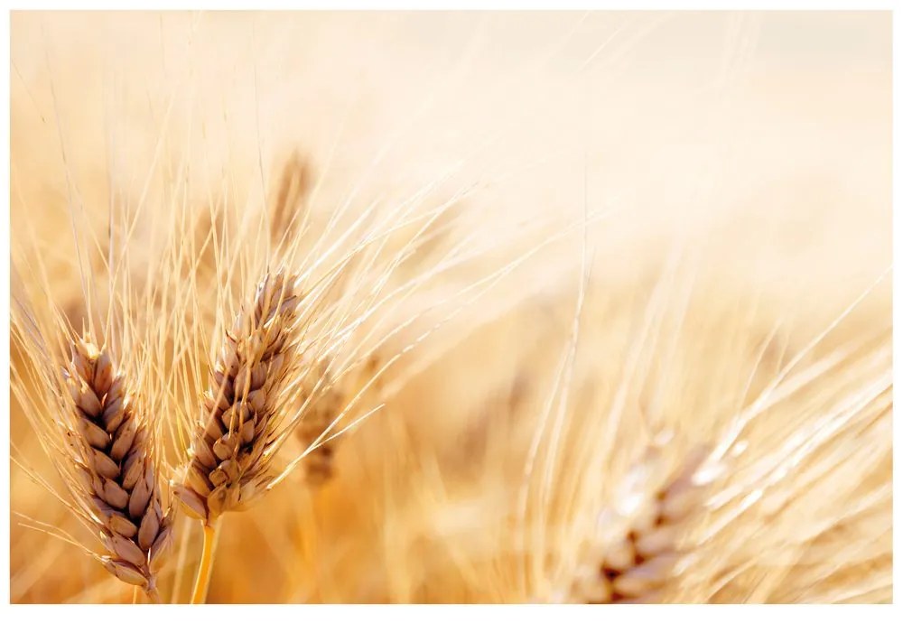 Carta da parati – Campo di grano