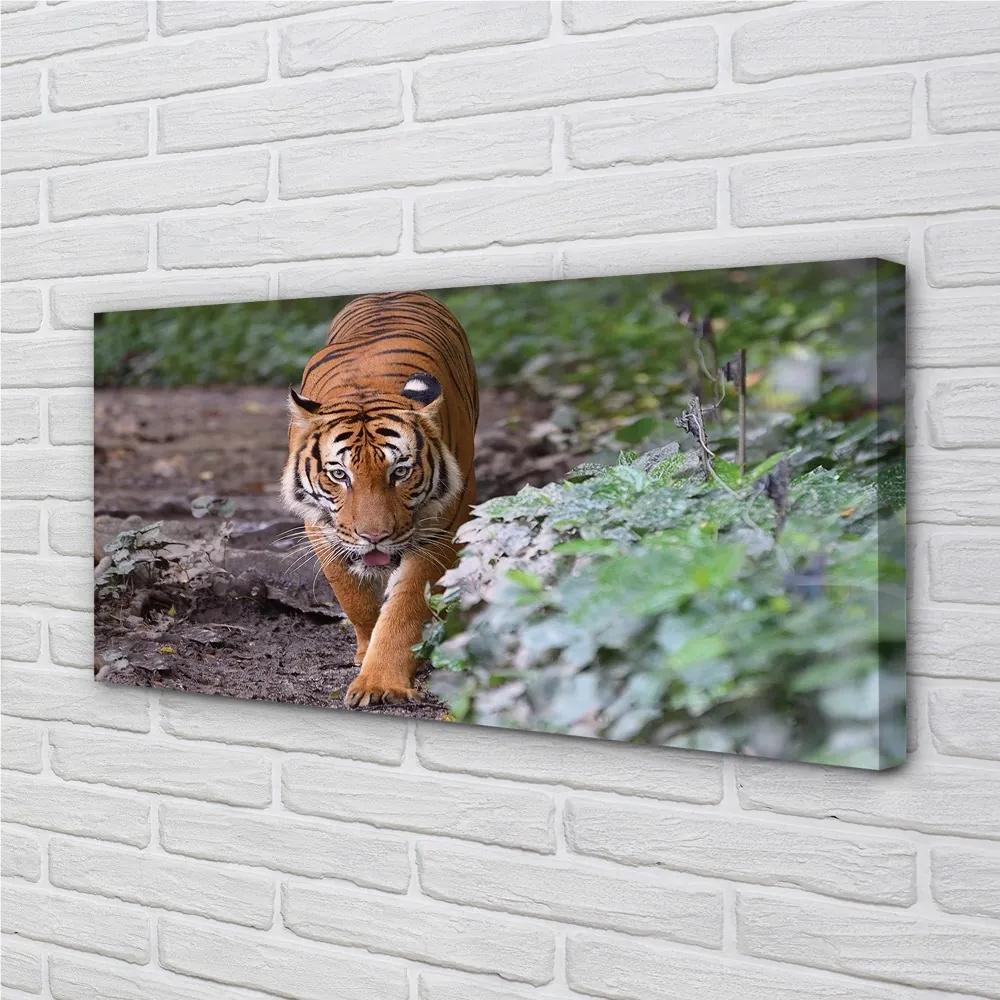 Quadro stampa su tela Foresta di tigre 100x50 cm