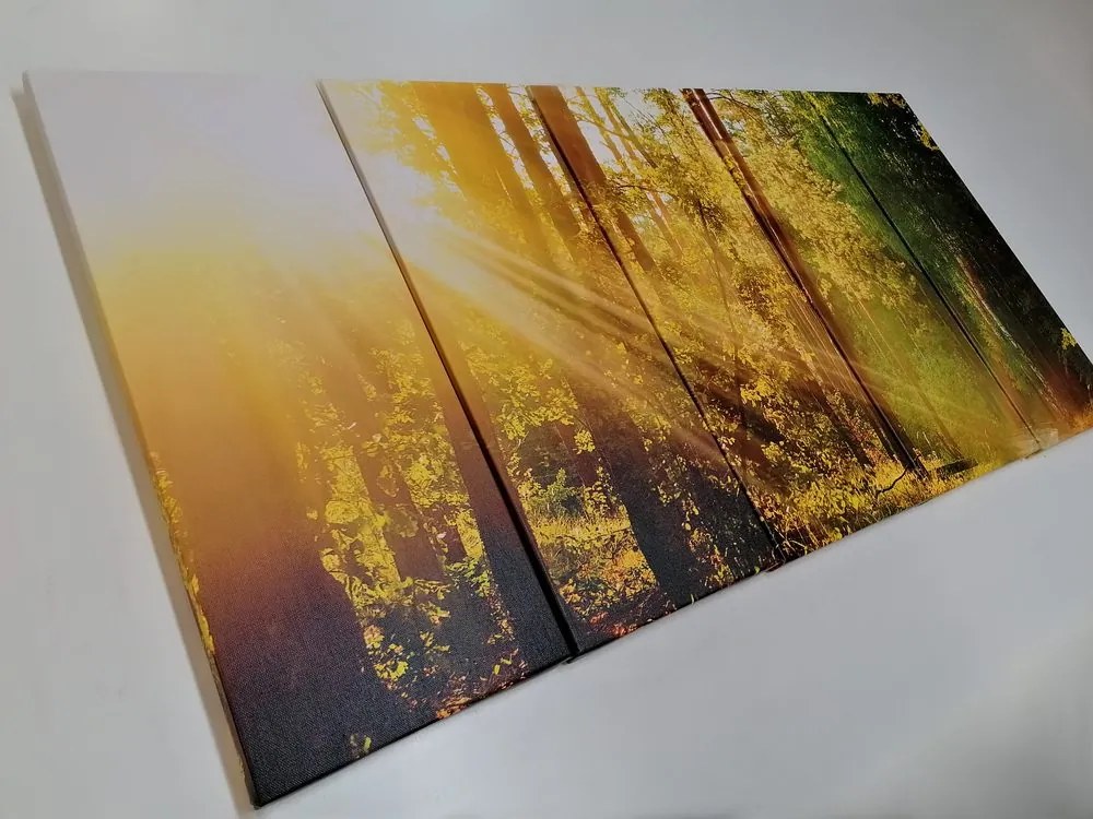 Quadri 5 pezzi – Raggi di sole nella foresta