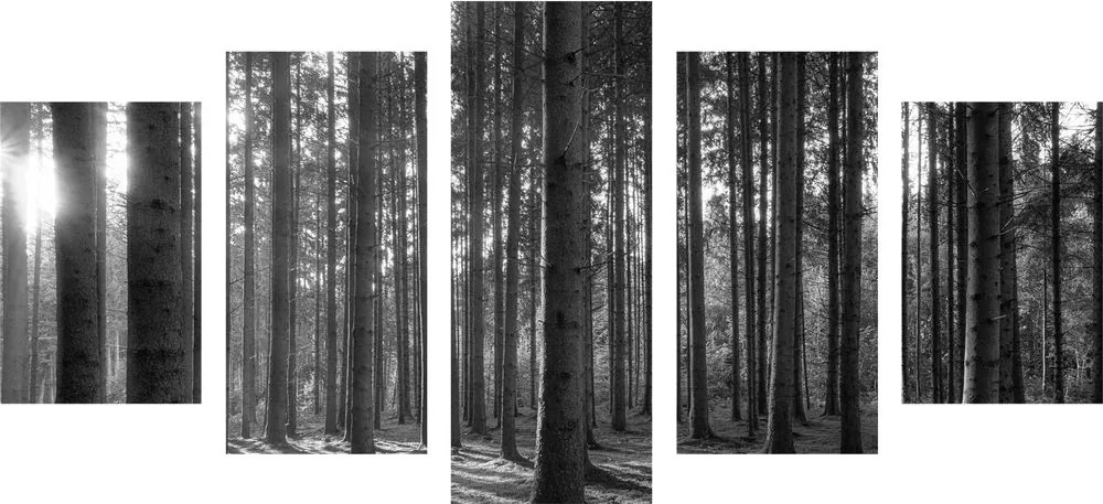 Quadri 5 pezzi – Mattina nella foresta in bianco e nero