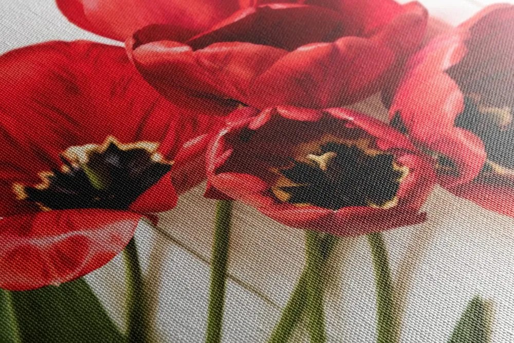 Quadro su tela – Tulipani rossi fioriti