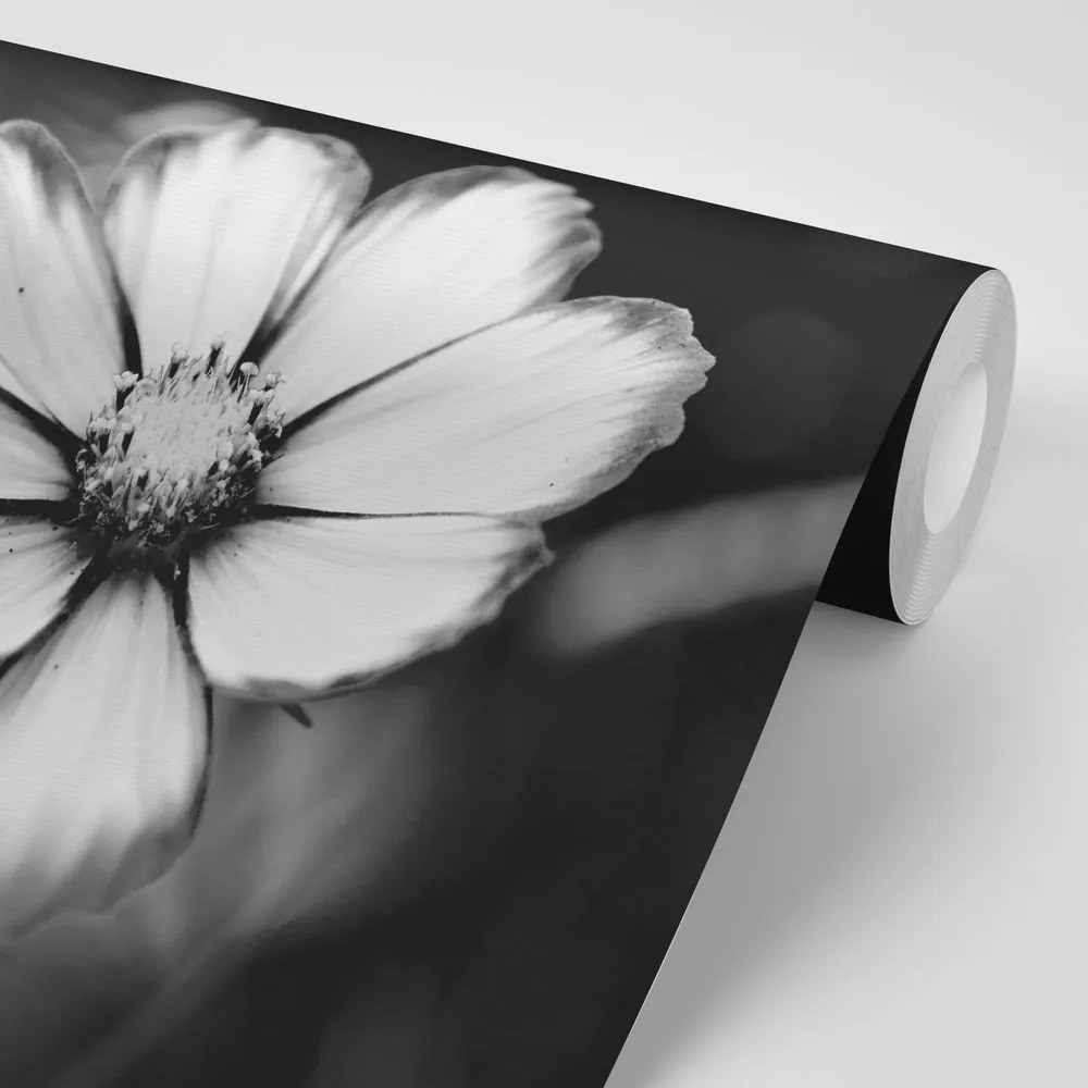 Carta da parati – Fiore di cosmea da giardino in bianco e nero