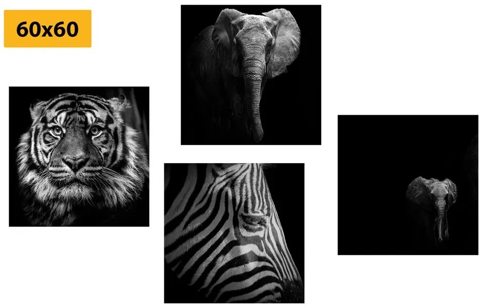 Set di quadri – Animali in stile bianco e nero