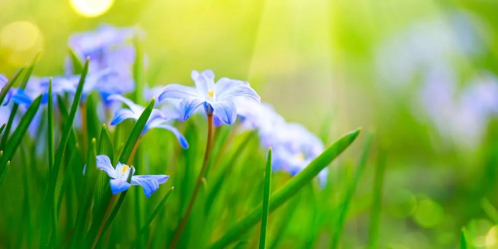 Quadro su tela – Fiori nel prato in primavera
