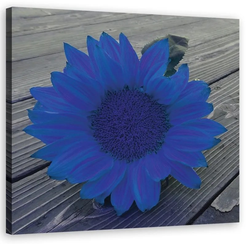 Quadro su tela, Girasole blu  Dimensioni 40x40