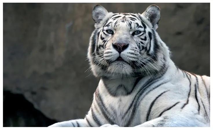 Fotomurale Tigre del Bengala nello zoo