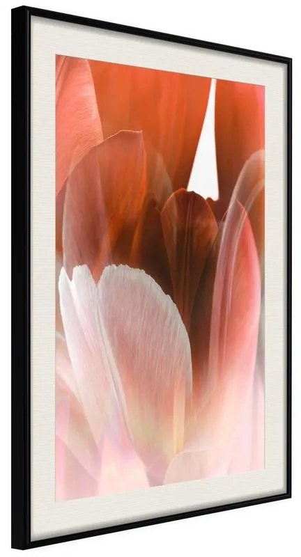 Poster Tulip Petals