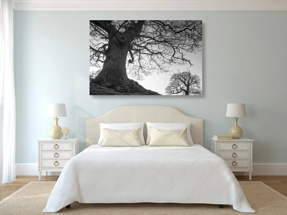 Quadro su tela – Simbiosi degli alberi in bianco e nero