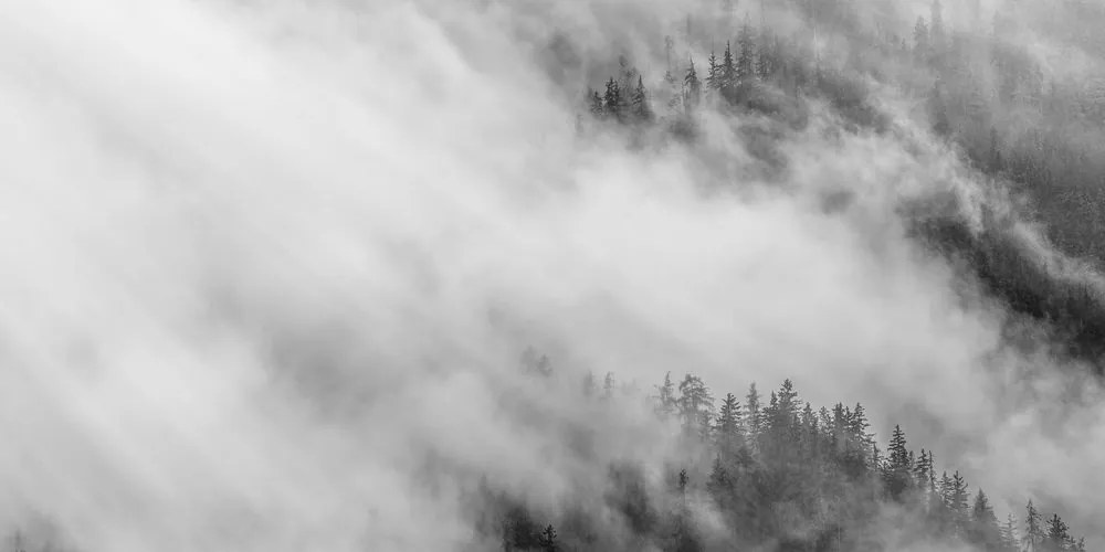 Stampa su tela – Foresta nebbiosa in bianco e nero