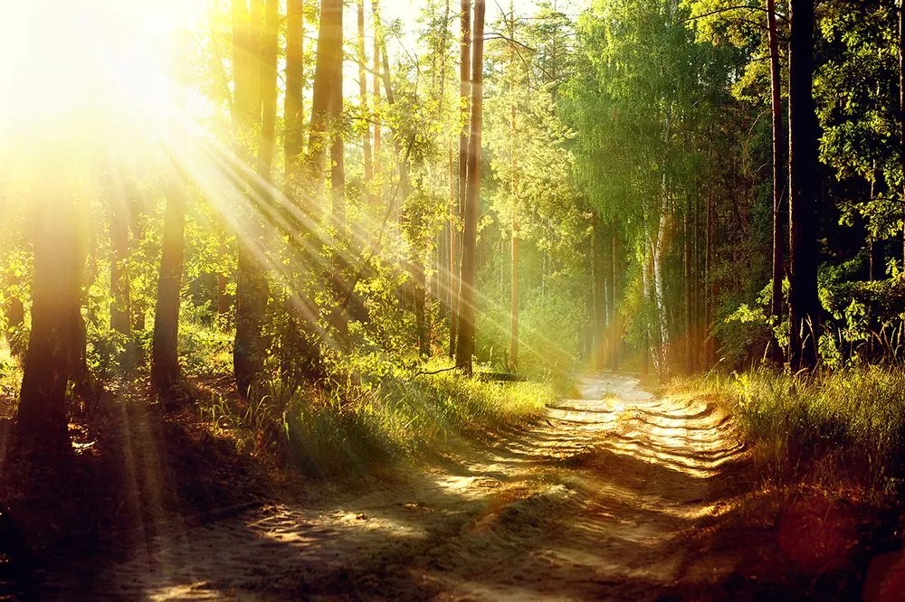 Carta da parati – Raggi di sole nella foresta