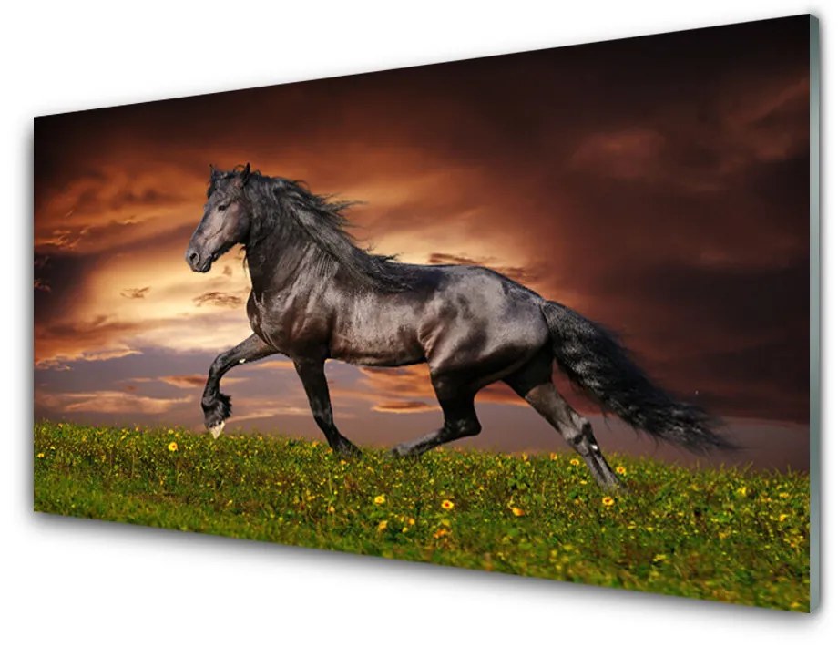 Pannello paraschizzi cucina Animali del prato del cavallo nero 120x60 cm