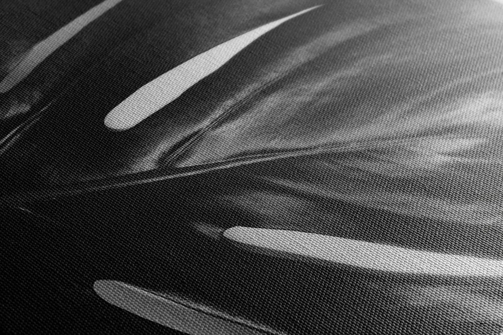Quadro su tela – Foglia di monstera in bianco e nero