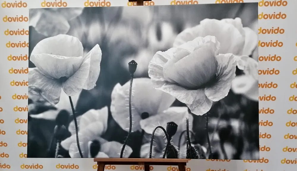 Stampa su tela – Campo di papaveri selvatici in bianco e nero