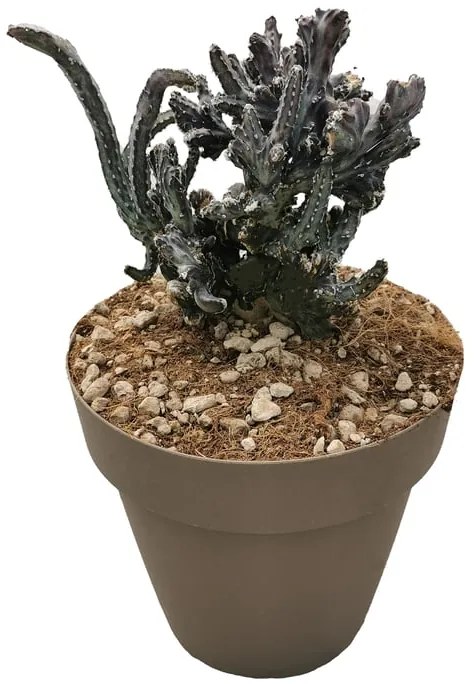 Pianta da interno MONVILEA SPEGAZZINI - VASO DIAM.CM. 30