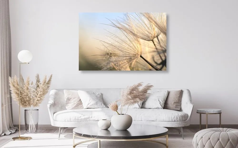 Quadro su tela – Soffione nel campo all'alba