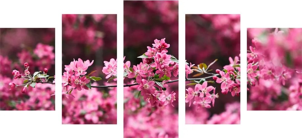 Quadri 5 pezzi – Fiore di ciliegio dettagliato
