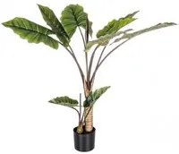 Pianta decorativa 10 foglie Dieffenbachia