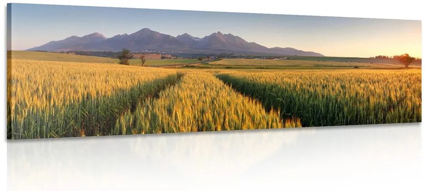 Stampa su tela – Tramonto su campo di grano