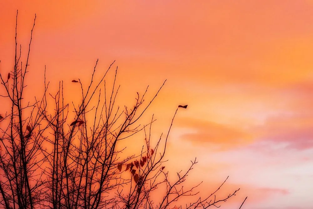 Quadro su tela – Cielo colorato