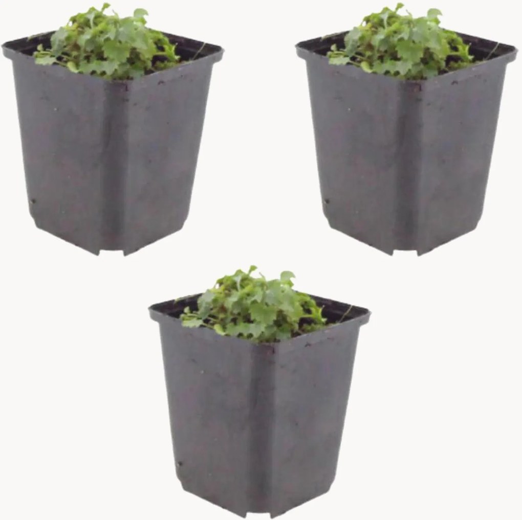 Set di 3 piante vere Campanula portenschlagiana