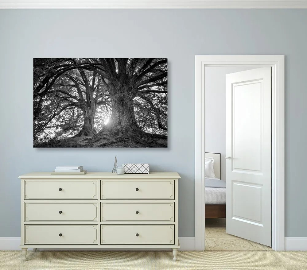 Quadro su tela – Alberi maestosi in bianco e nero