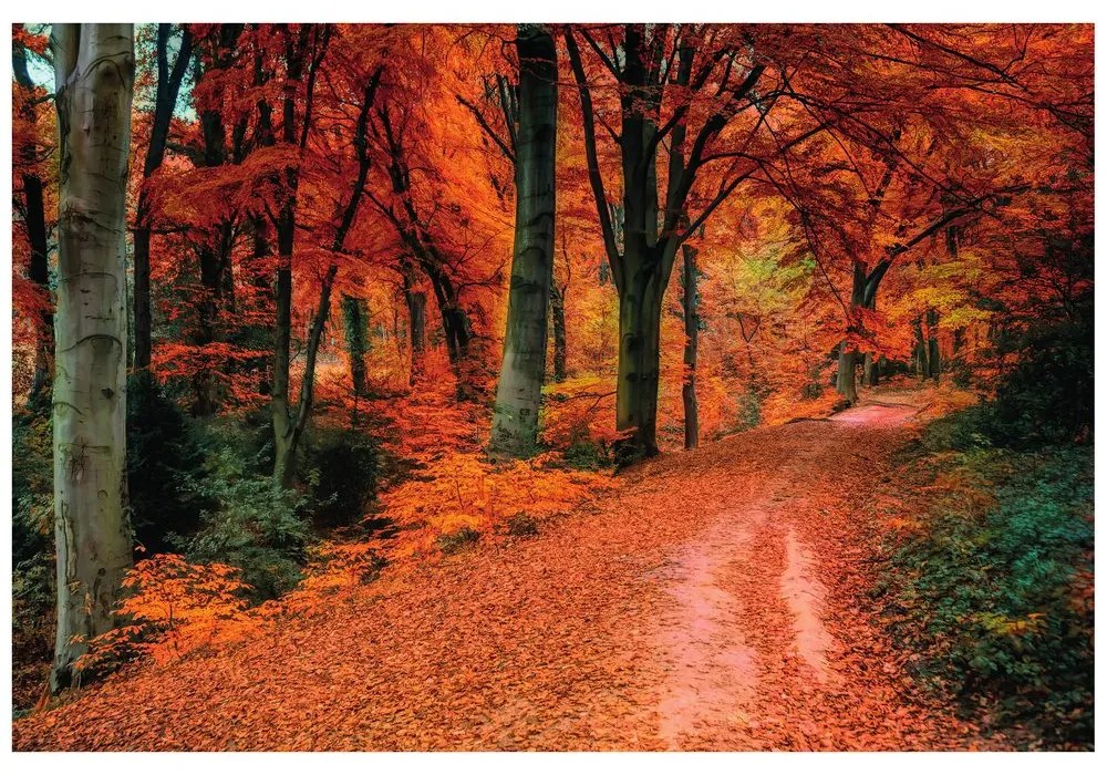 Carta da parati – Bosco in autunno