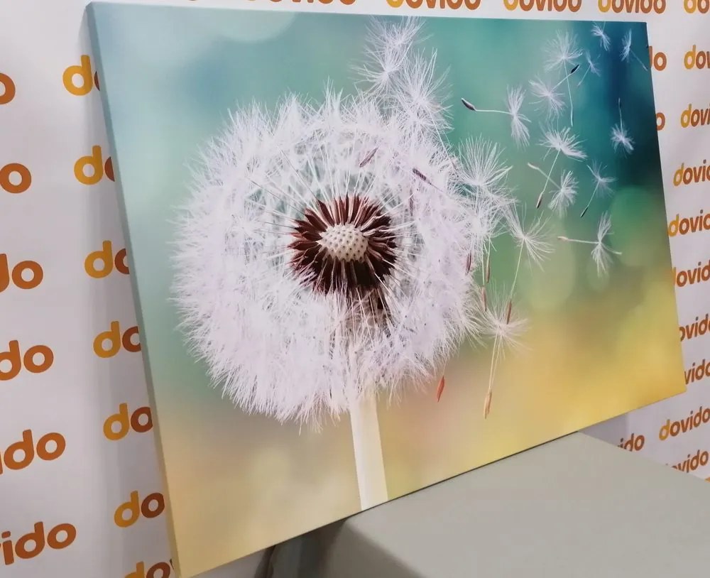 Stampa su tela – Soffione magico