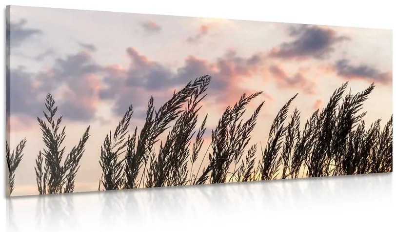 Stampa su tela – Erba al tramonto