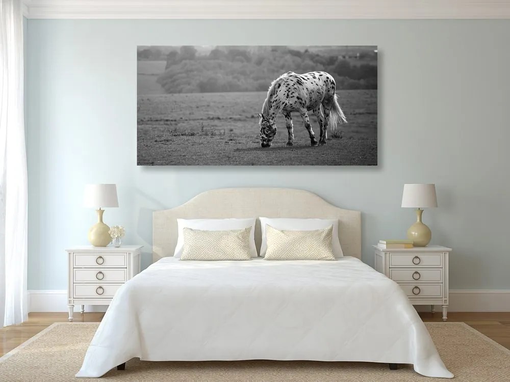 Quadro su tela – Cavallo nel prato in bianco e nero