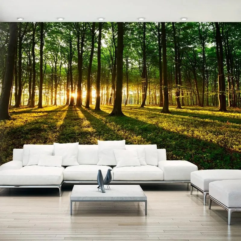 Carta da Parati Moderna Mattinata nella Natura Dimensione Grande  Larghezza x Altezza Home decor 490x280