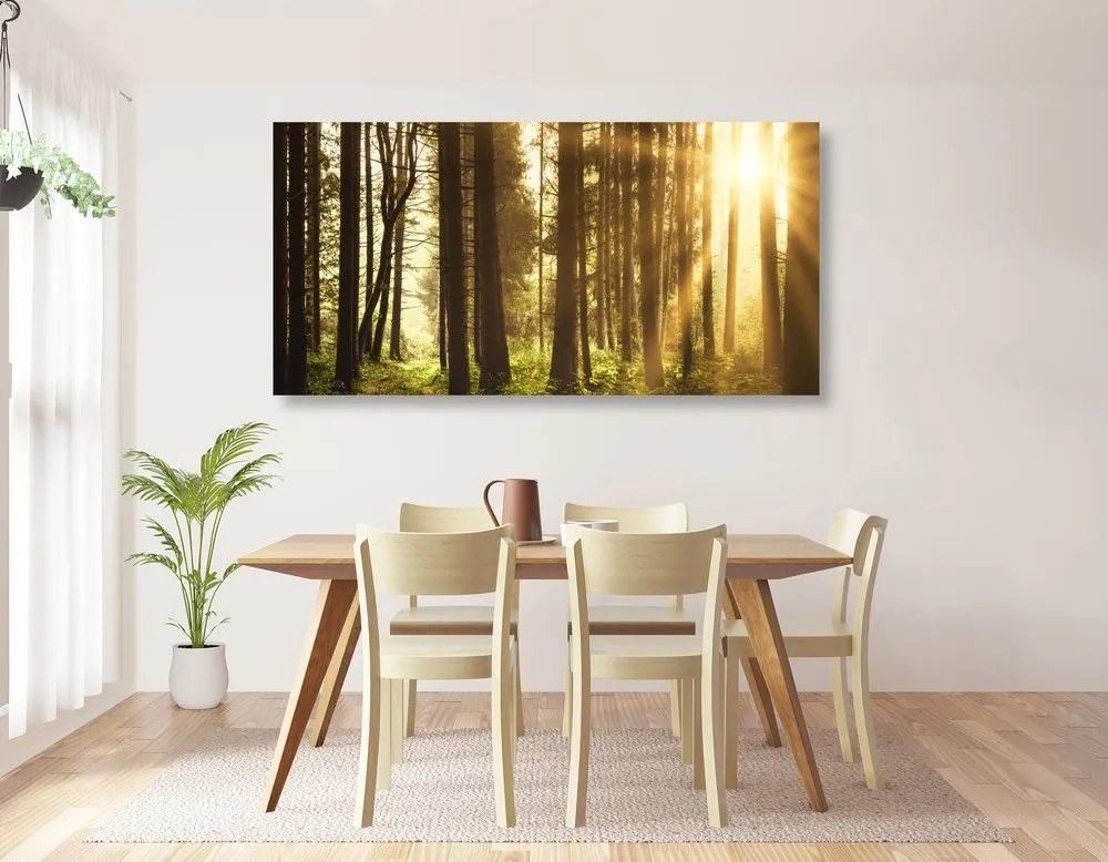 Quadro su tela – Foresta inondata di sole