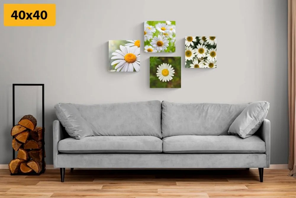 Set di quadri – Fiori incantevoli